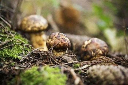 松茸的功效与作用