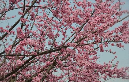 潍坊：春游盛宴 潍城做出这些“特色菜”