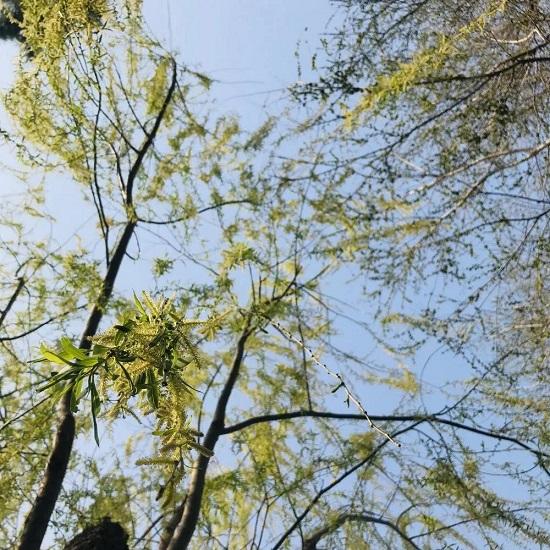 潍坊：春游盛宴 潍城做出这些“特色菜”