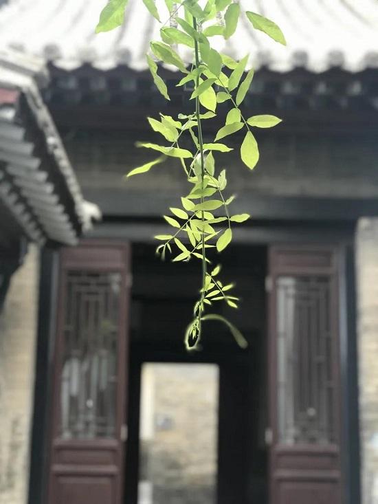 潍坊：春游盛宴 潍城做出这些“特色菜”