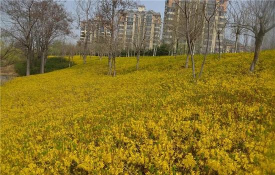 潍坊：春游盛宴 潍城做出这些“特色菜”