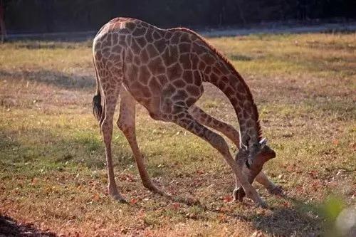 最新：潍坊32家恢复开放景区名单公布 清明踏春看这里附优惠政策