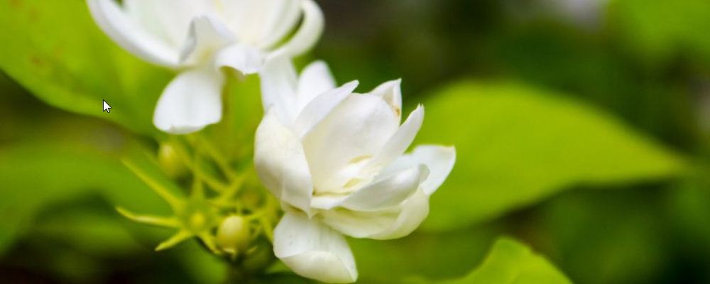 孕妇可以喝菊花茶吗 孕妇可以喝什么茶 洋甘菊茶孕妇可以喝吗